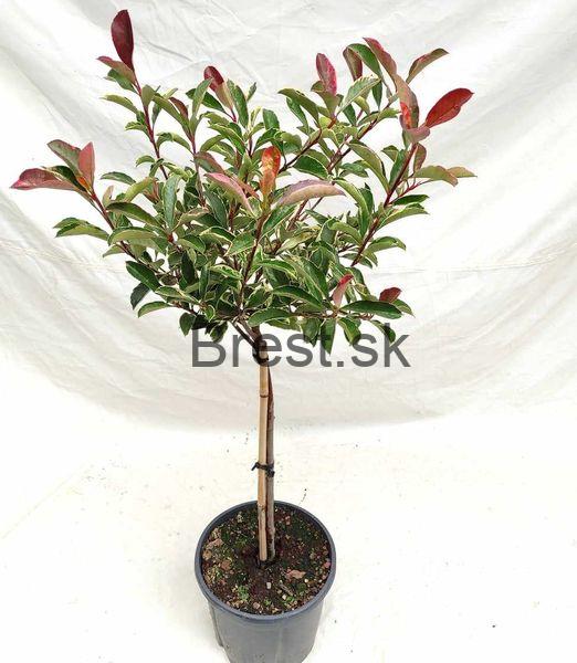 Červienka 'Pink Marble' na 50cm kmeni